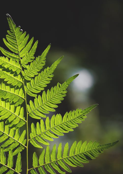 Green Leaves in Close Up Photography