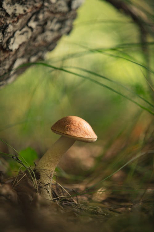 Free A Mushroom on the Gorund Stock Photo