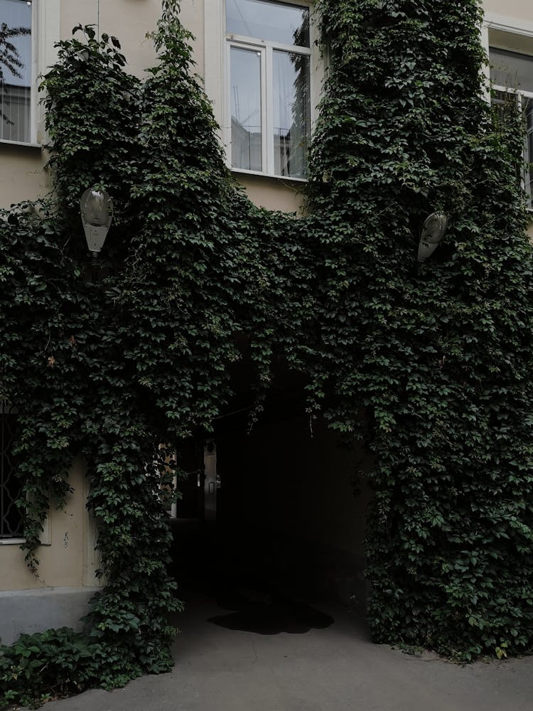 Ivy Around Building Entrance