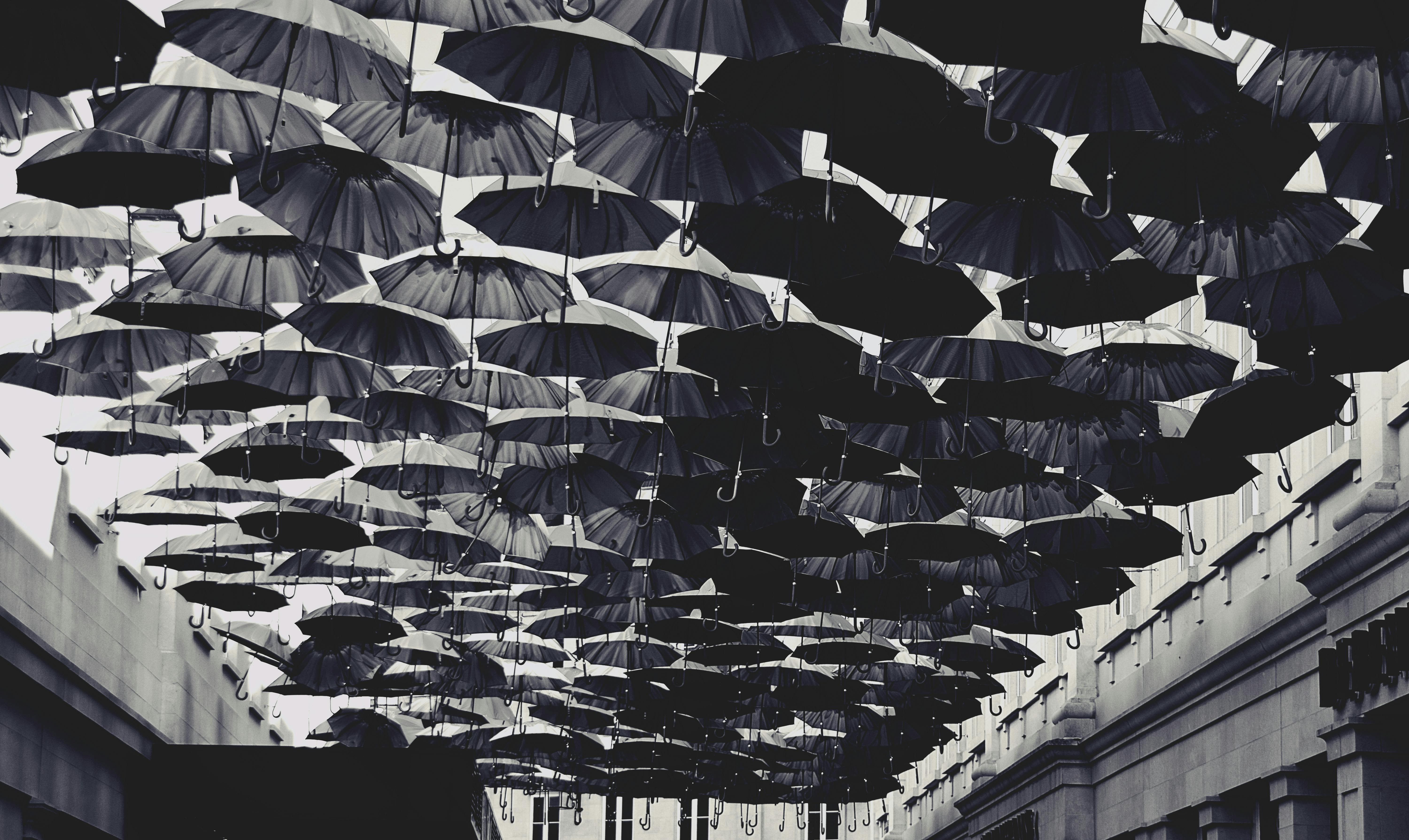  Black  Umbrella  Lot  Free Stock Photo 