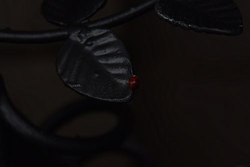 Free stock photo of bug, dark, ladybug