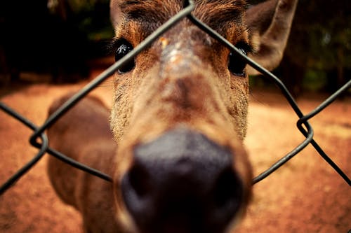 Free stock photo of animal, caged, close