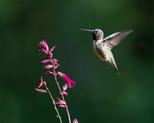 Foto d'estoc gratuïta de animal, au, colibrí