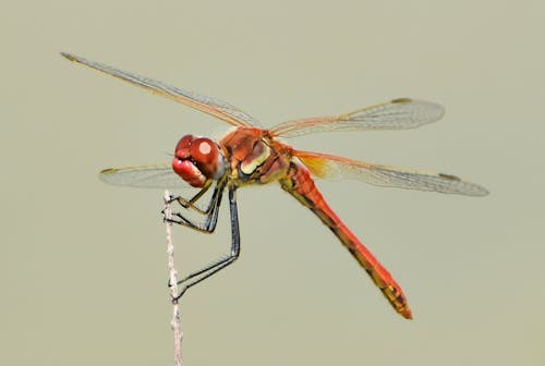 Free stock photo of beautiful nature, coloured, dragonfly