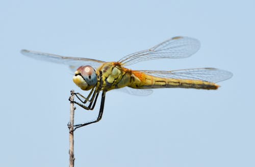 Free stock photo of beautiful nature, coloured, dragonfly