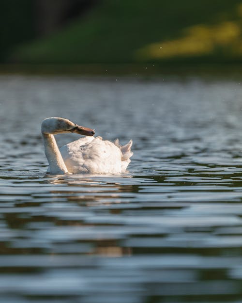 A Swan on Water