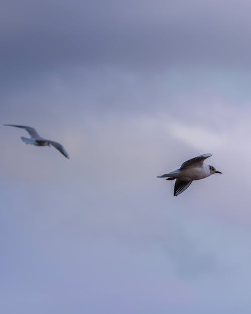 Seagulls Flying Against a Cloudy Sky 