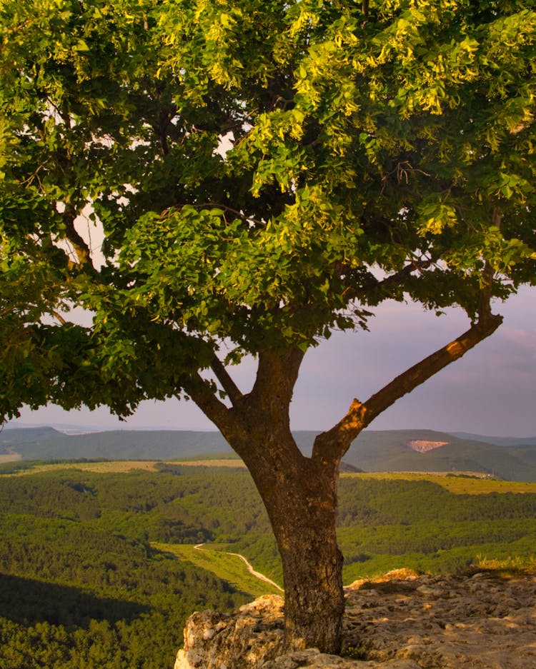 Tree Growing On Hill Top 