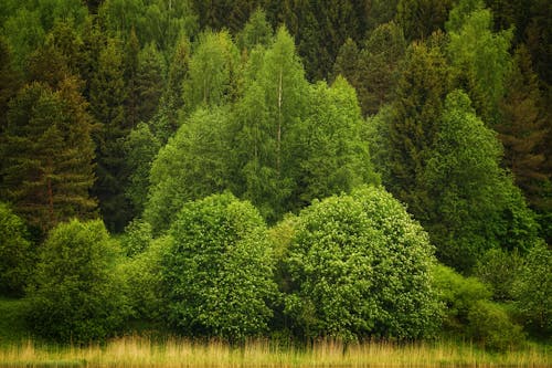 A Green Trees on Green Grass Field