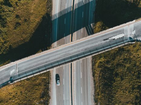 A Turtle Crossing Could Close an Ottawa Highway: Here's Why