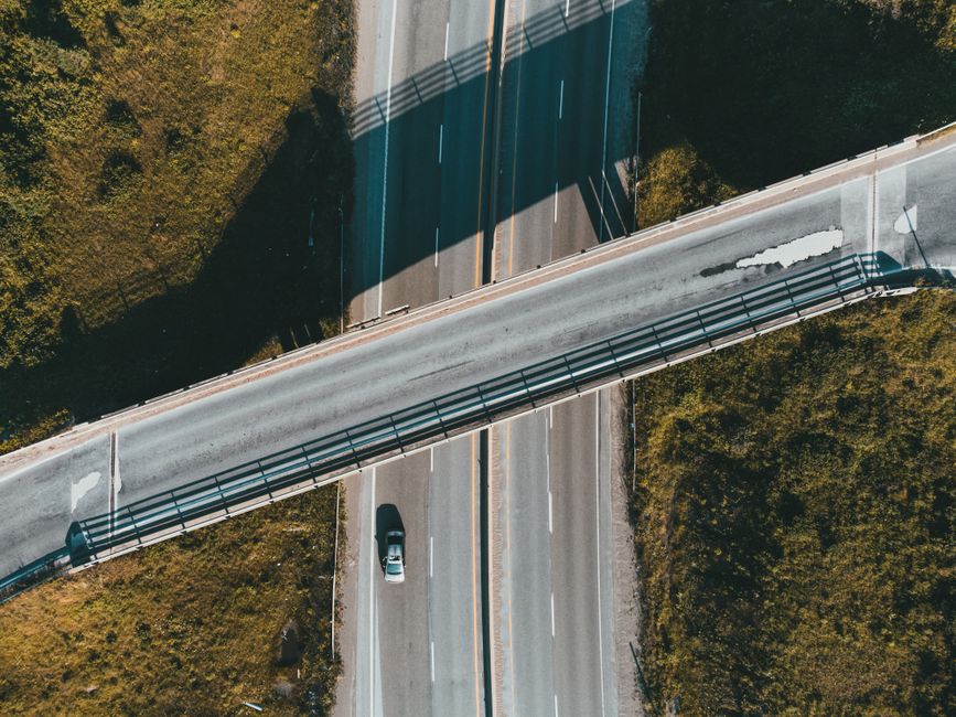 A Turtle Crossing Could Close an Ottawa Highway — Here's Why