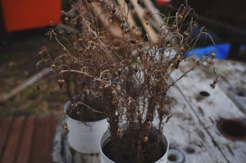 Free stock photo of dead, death, detail