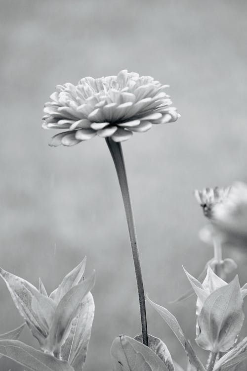Fotobanka s bezplatnými fotkami na tému chryzantéma, čiernobiely, čierny a biely