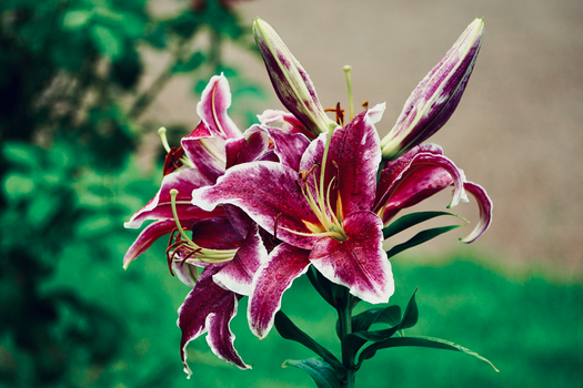 Close Up Shot of a Stargazer Lily