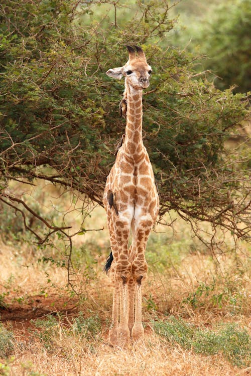 A Giraffe Standing on the Jungle