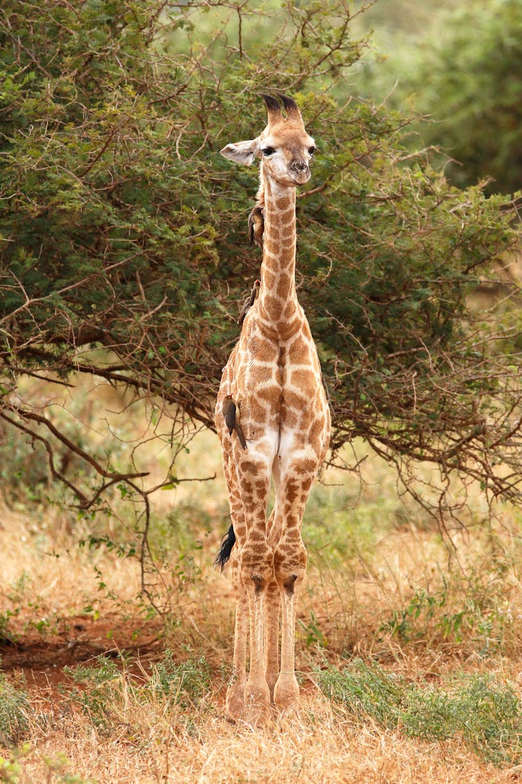 A Giraffe Standing On The Jungle