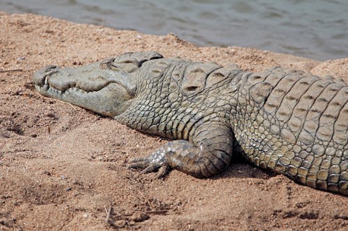 Free Close Up Shot of a Crocodile on the Sand  Stock Photo