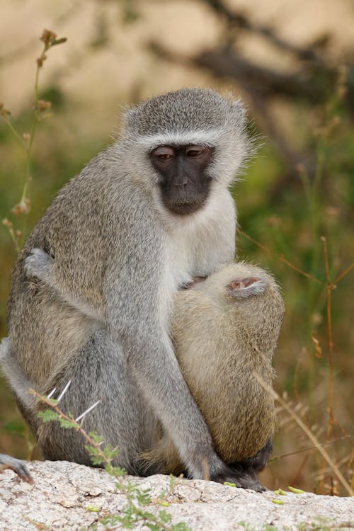 A Monkey Feeding her Baby