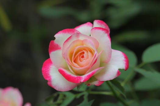 Free stock photo of flowers, mawar, rose