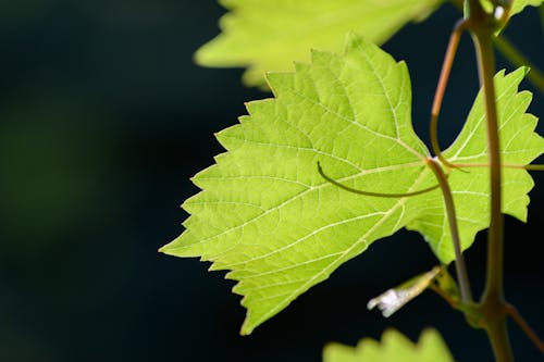 Close-Up Shot of a Green Leaf