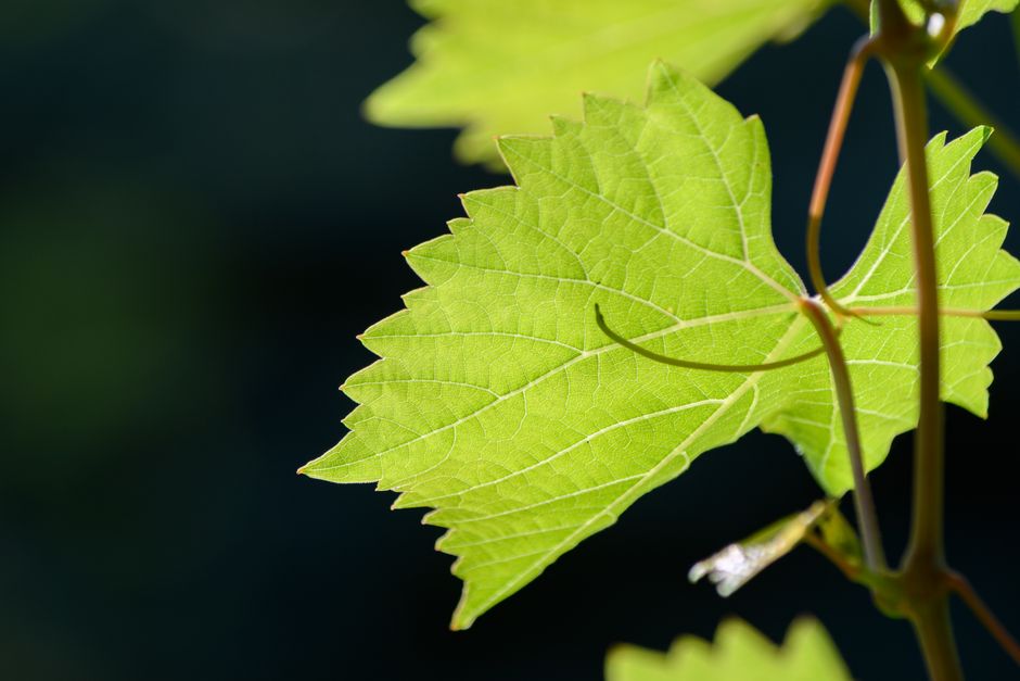 Close-up of a bright green grape leaf with detailed veins, captured in natural sunlight.