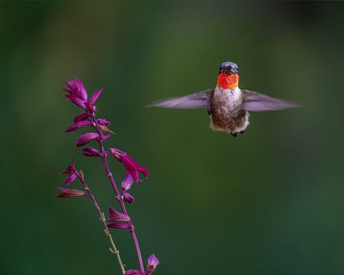 무료 꽃이 피는, 날으는, 벌새의 무료 스톡 사진