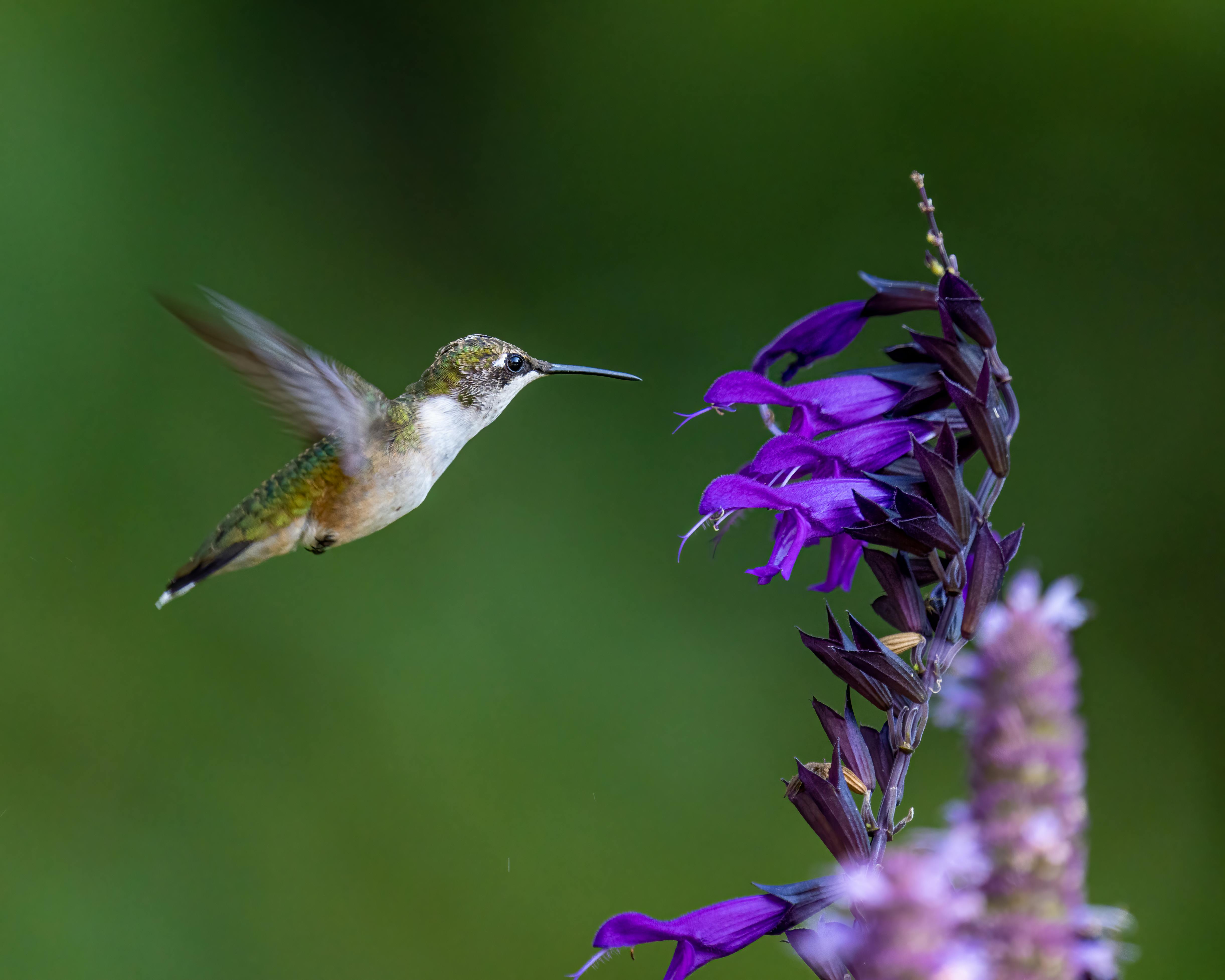 A Flying Bird Approaching the Purple Flowers · Free Stock Photo