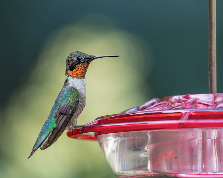 Closed-Up Shot Of Hummingbird On The Feeder