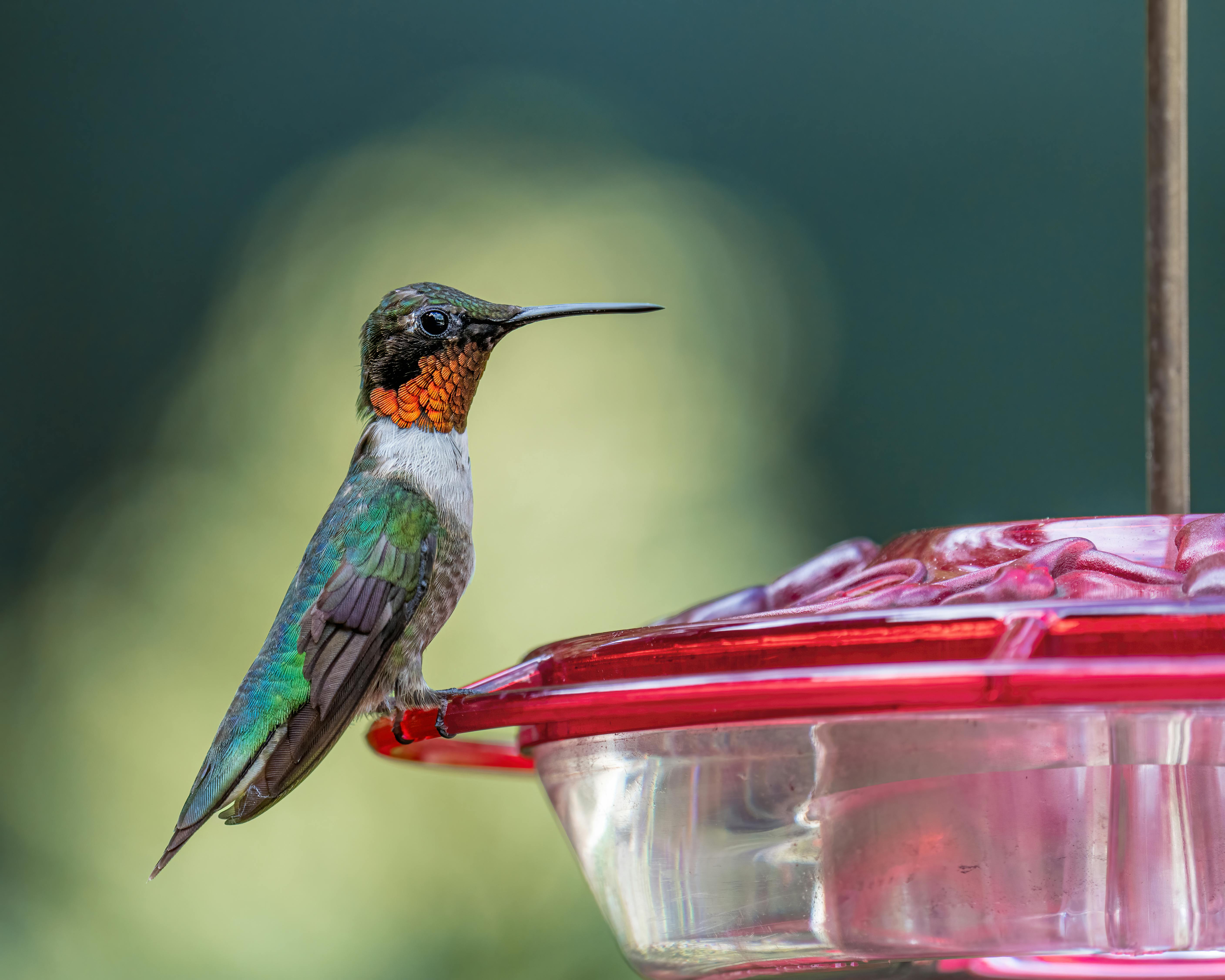 Hummingbirds Feeder Photos, Download The BEST Free Hummingbirds Feeder
