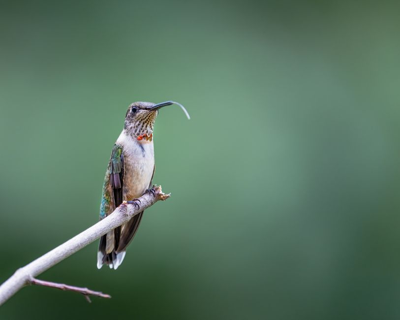 A close-up of a colorful hummingbird resting on a branch with a blurred green background.