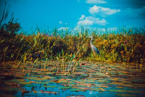 Immagine gratuita di azzurro, giallo dorato, lac