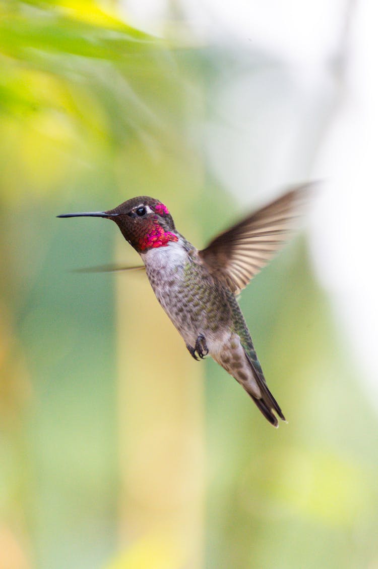 A Flying Hummingbird