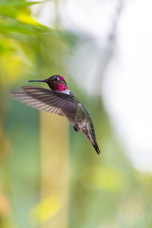 A Hummingbird Flying