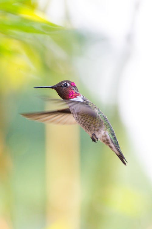 A Hummingbird Flying