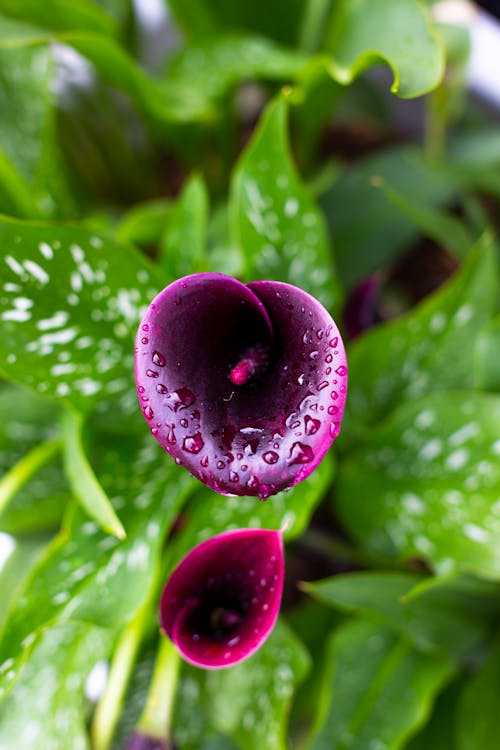 Wet Purple Flowers in Close-up Photography