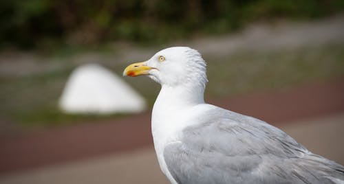 Free Close-up Photo of a European Herring Gull Stock Photo