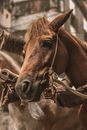Brown Horse Eating Brown Wooden Stick