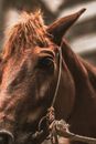 Brown Horse With Brown Leather Strap