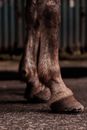 Grayscale Photo of Persons Feet
