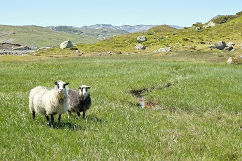 Sheeps on Green Grass Field