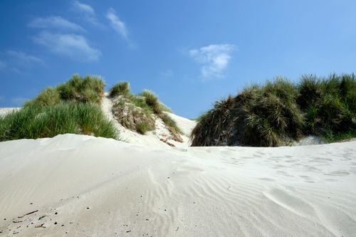 Free Beautiful sand dunes with grasses under a clear blue sky in Stavanger, Norway. Stock Photo