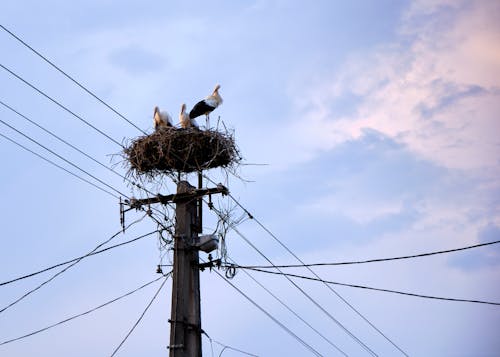 Gratis lagerfoto af elektricitet, energi, fugle