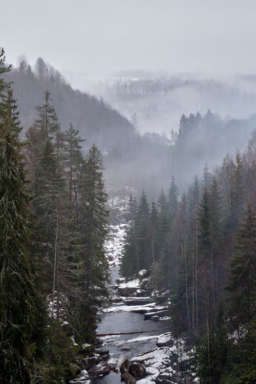 Photo of a River Surrounded by Pine Trees