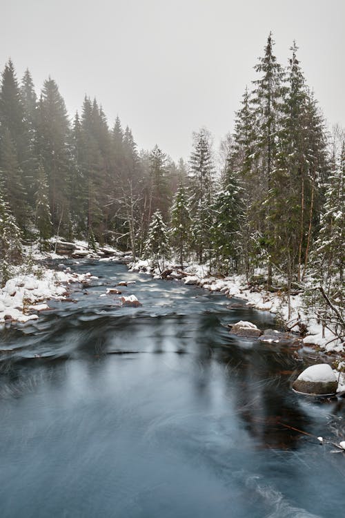 A Flowing River in the Forest