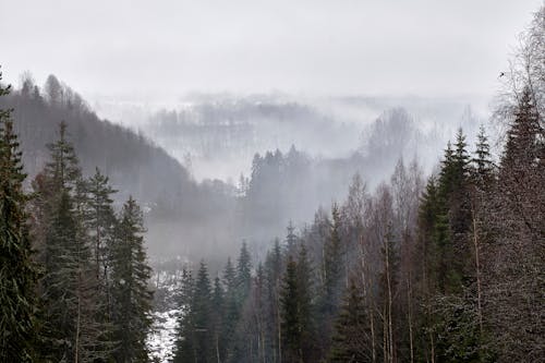 Photo of a Forest with Pine Trees During Winter
