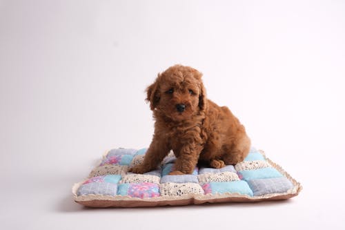Photo of a Brown Poodle Sitting on a Dog Bed
