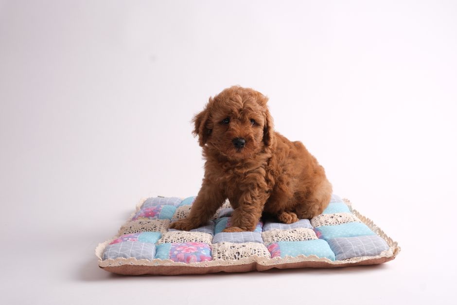 Cute poodle puppy sitting on a colorful quilted cushion in a studio setting.