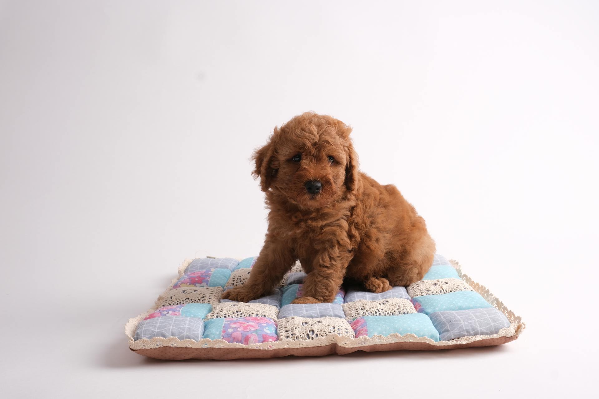 Photo d'un caniche brun assis sur un lit pour chien