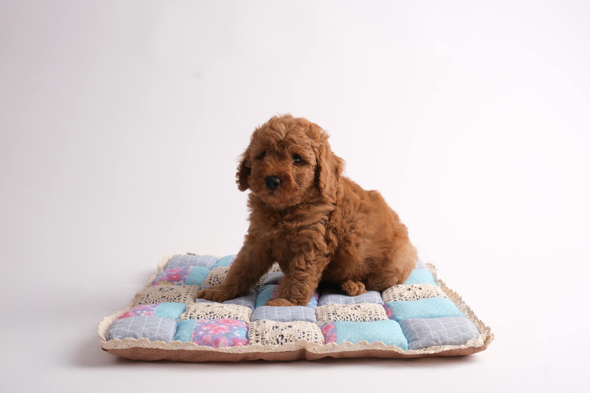 A Brown Poodle Puppy