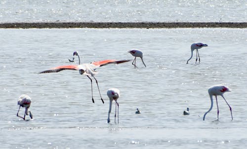 Kostenloses Stock Foto zu europa, farbig, flamingos
